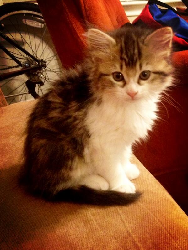 ThatGreekCouple's tweet photo. She's getting too big, stop growing willow!! #babykitty #meow #presh 🐱🐱 http://t.co/XhGoOZXsoc