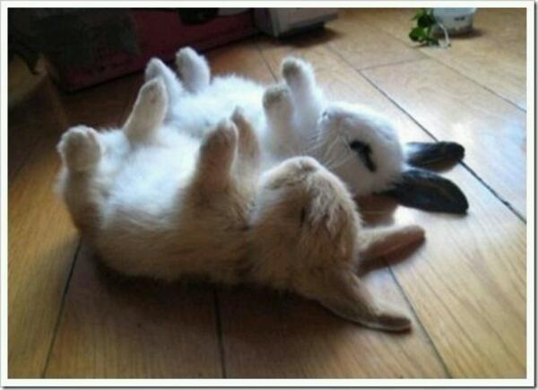 面白トレンドbot うさぎの寝方 仰向けに寝るウサギの寝姿が可愛い過ぎると話題 画像 Naver まとめ Http T Co Hevdeyfzpc Http T Co fgafomek