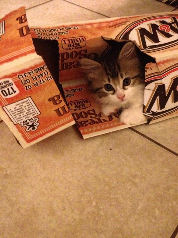 ThatGreekCouple's tweet photo. Tell me she's not adorable. #obsessed #catlady http://t.co/ASs8LftHVT