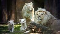 Dierendirk's tweet photo. En wat is papa Credo trots!!! http://t.co/UZhCsiuz4f