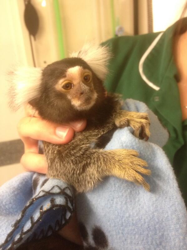 CharterVetDevon's tweet photo. More #marmoset http://t.co/eqP4FYCXkr