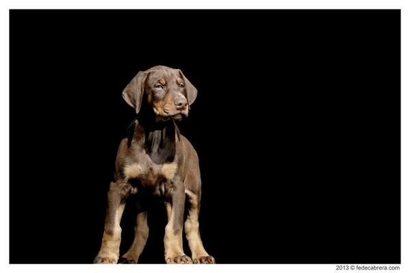 Puppies available at vonhannondobermann.com