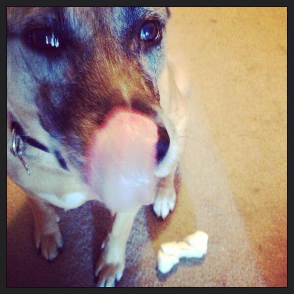JuliaLeeGulia's tweet photo. @joannakrupa @romain_zago My favorite animal is my 10 year old rescue, Bailey http://t.co/XyMCCzi8Eb
