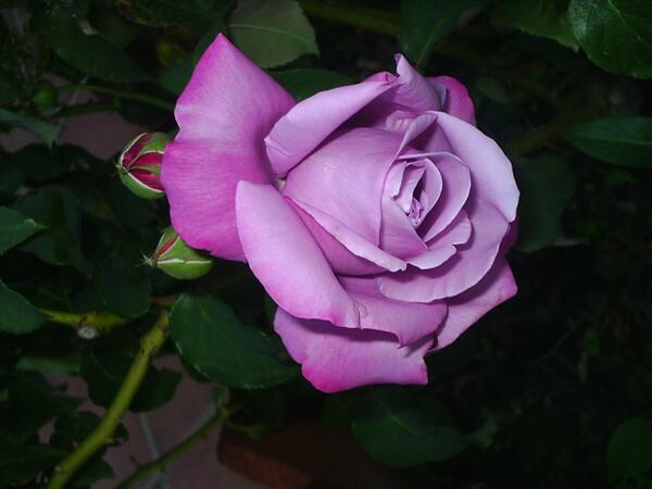 digama13 tweet picture