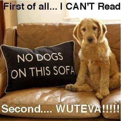 BarksBunnies's tweet image. No dogs on this sofa.... #sofadog