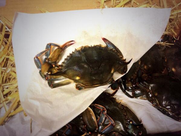 CourtrightsRest's tweet photo. Just arrive in the house, whale soft shell crab, on the menu tonight. http://t.co/6h8JduyC8Q