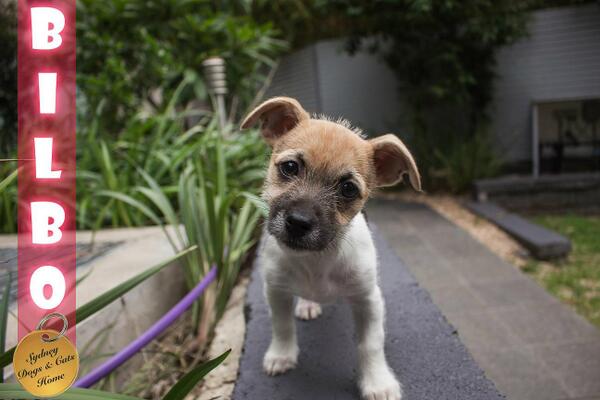 Sydneydogsncats's tweet image. How cute is Bilbo, looking for her forever home! #puppy #sydney