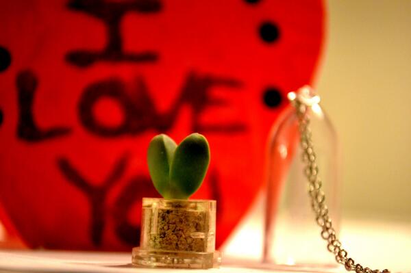 WearItMiniPlant's tweet photo. New picture of succulent mini plant La Corazon. http://t.co/vVqzPYBCDv