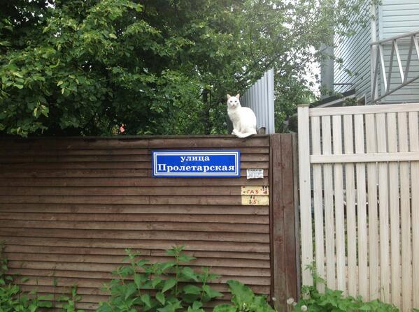KermitFmt's tweet photo. Пролетарский кот. http://t.co/dln5uYfOoG