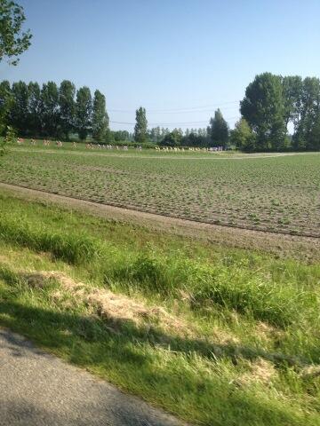 Met een paar honderd fietsers in het wiel zie je een lange slinger aan bonte kleuren door de bochten <a href="/drftrzeeland/">DELTARidefortheRoses</a>