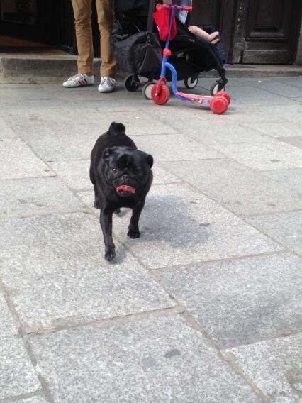 bouledigor's tweet photo. Coucou @kikinouchette! Tu aurais pu me dire que tu rentrais à Paris! On aurait été au parc ensemble... http://t.co/upkmglZsFN