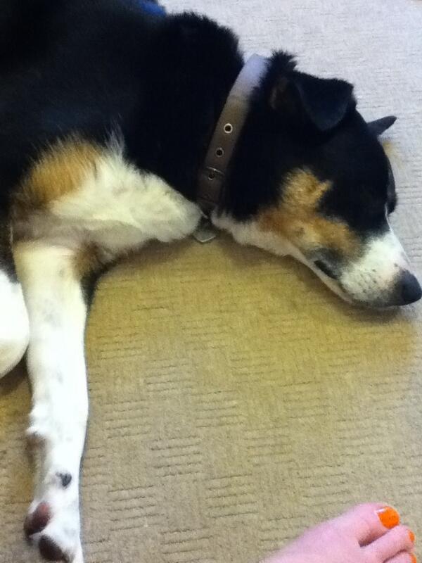 TheWaffleDoggy's tweet image. Tired after #dogapprentice
