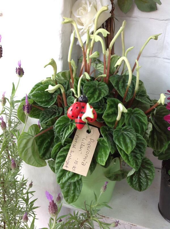 Flowers in style tweet media