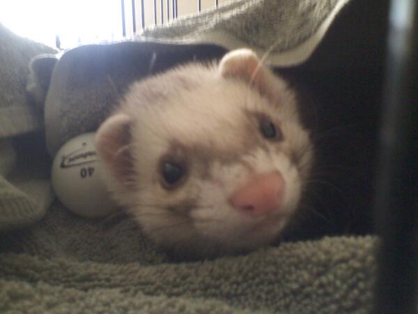 verronon's tweet image. OH my god. He buried himself under his blanket with his ping pong ball. #SOFUCKINGCUTE