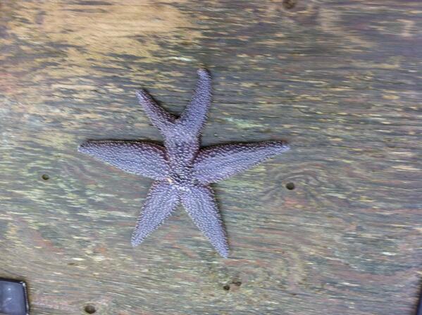 Starfish are so amazing even if they do love eating oysters.