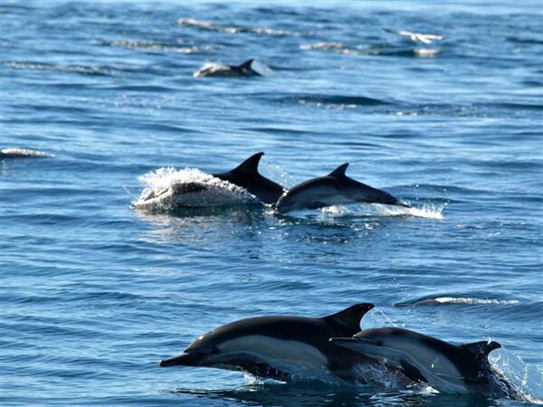 JulieScardina's tweet image. Hope u did something good 4 #WorldOceansDay vital 4 food, O2, beauty, transportation, recreation #letskeepitgoing