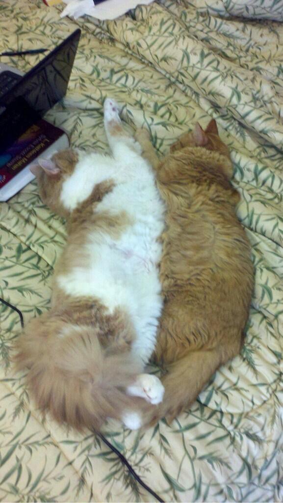KEVINallcaps's tweet image. My cousin's cats&amp;gt;&amp;gt;&amp;gt;&amp;gt; #Smigs and #Berley are purf #HappyKev