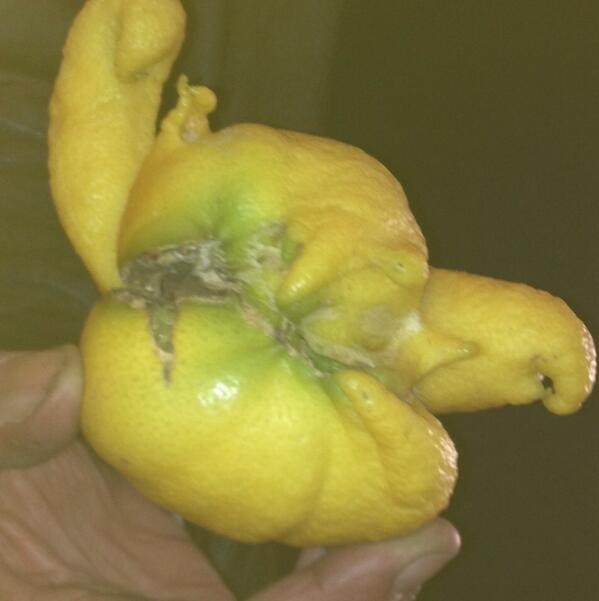 IsyRoberts's tweet photo. Check out this lemon growing in my mums backyard !! http://t.co/43pmCvZZ5d