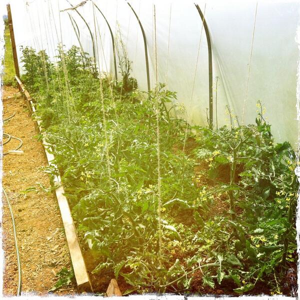ExeterGrowers's tweet image. The tomatoes in the poly tunnel are coming on a treat #Exeter
