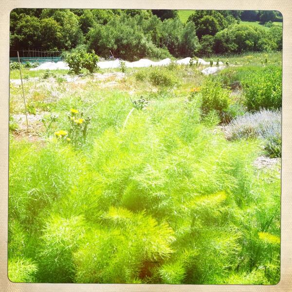 ExeterGrowers's tweet image. View from our #Exeter Growers hut