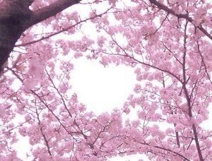 kandoh_hanashi's tweet photo. 願いを叶えたい人はRT♡ https://t.co/hyyMdY57bH