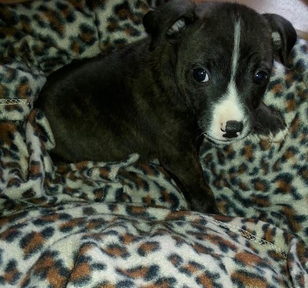 Jaimee_lily's tweet photo. Good morning mamma #mymax http://t.co/OsmBxRA0sF