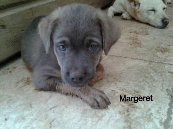Martina_05's tweet photo. Margaret sempre nuova arrivata! Aiutateci è un incubo l esitare x noi.. È x loro http://t.co/BrlUbFpRd6 http://t.co/JY251Hf204