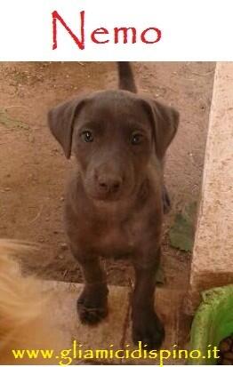 Martina_05's tweet photo. Tenero Nemo, non han avuto pena neanche di te!Una casa x lui?... http://t.co/BrlUbFpRd6 http://t.co/1hBIewbRod
