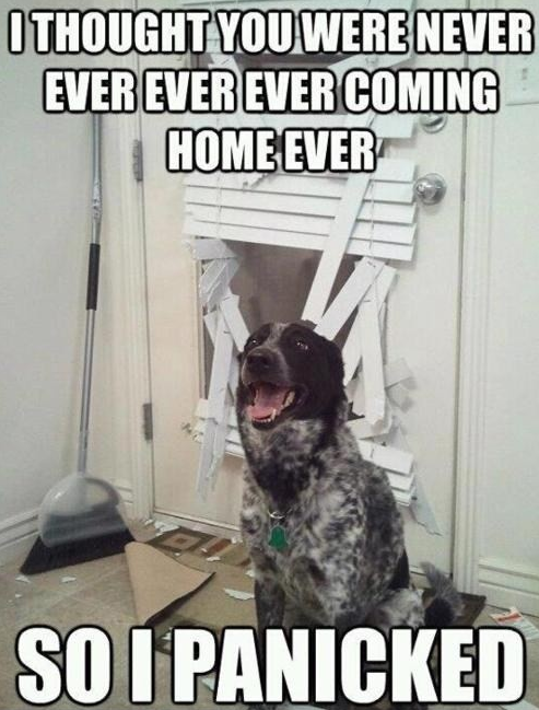 MiracleMethodNY's tweet image. Has your pet ever tried to help you "remodel"?