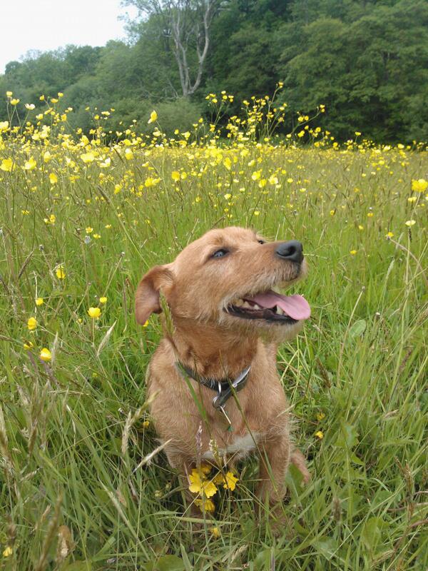 Taz loving the buttercups #Beaut #WeirwoodReservoir