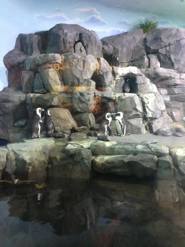 akaTimArthur's tweet image. Pengs already at the beach. That was fast