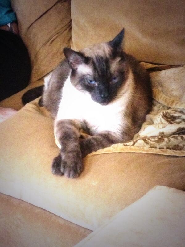 CambriaU's tweet photo. Dis is Beau. He's too good for you. http://t.co/YTnA57xvr0