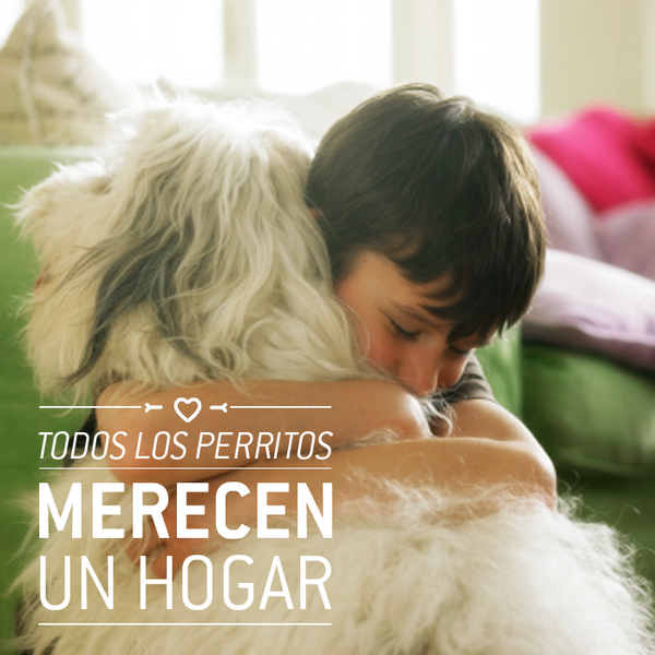 protectoraASN's tweet photo. ¡Anímate a adoptar uno sin importar su raza! Qué bonito es entender que un amigo no se compra! https://t.co/tZ1rUgi6ws