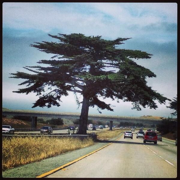 rdelamadrid's tweet image. #cypress #powertree