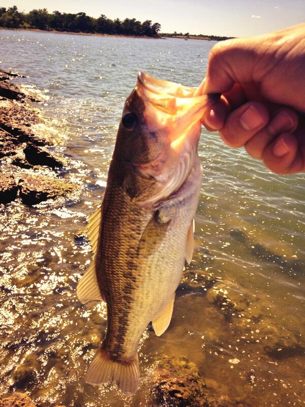 kjweiss29's tweet image. Just a lil guy but still fun #rayroberts @BassFishnTips #wackyrig