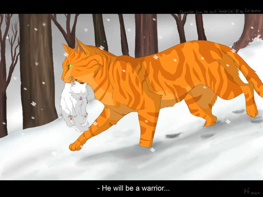 Firestar  Warrior Cats