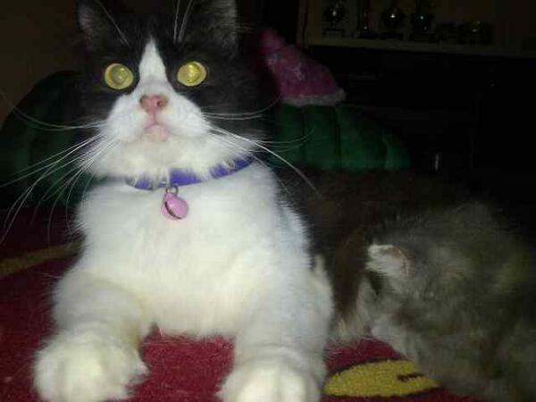 raniacaca's tweet image. Kusingku