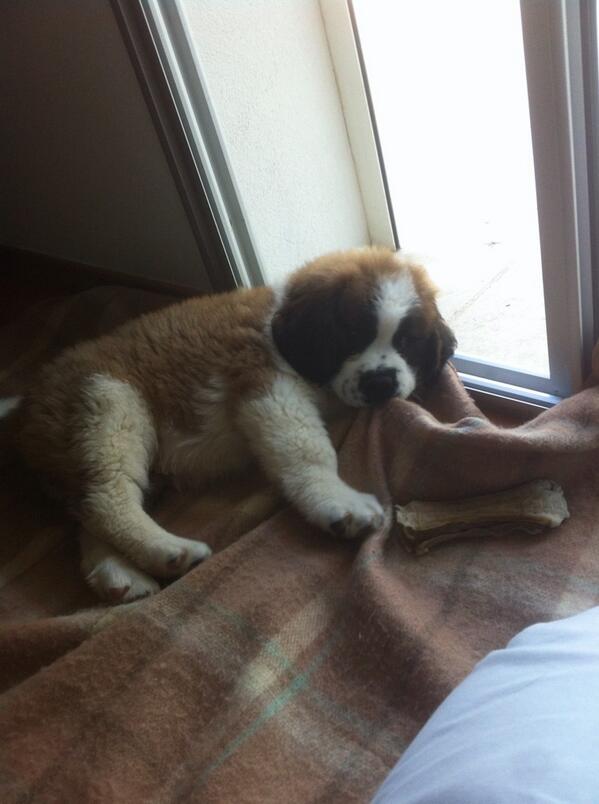 PelletierAudric's tweet photo. Se faire réveiller par son chien qui te saute dessus et qui te lèche, c'est moyennement cool http://t.co/QWsvi5kKJV