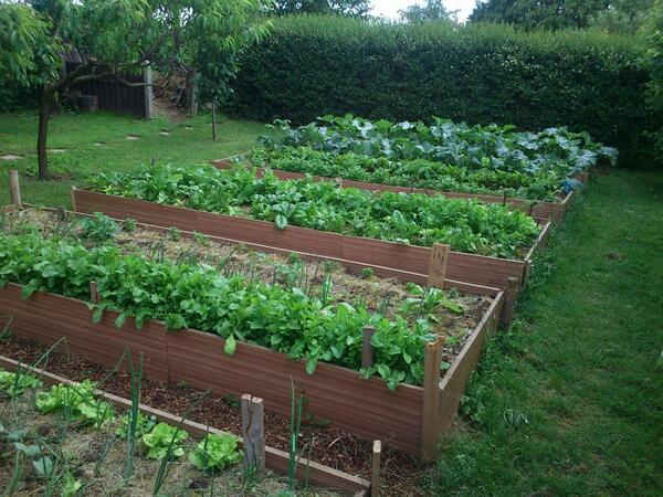 a_ndrea_c's tweet photo. our garden :-)))) #raisedbeds #lovegardening http://t.co/0s4gIF0y5E