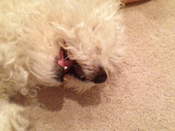 _PreVetPrincess's tweet image. Such a rainy day! Gonna sit here and cuddle with this boy!