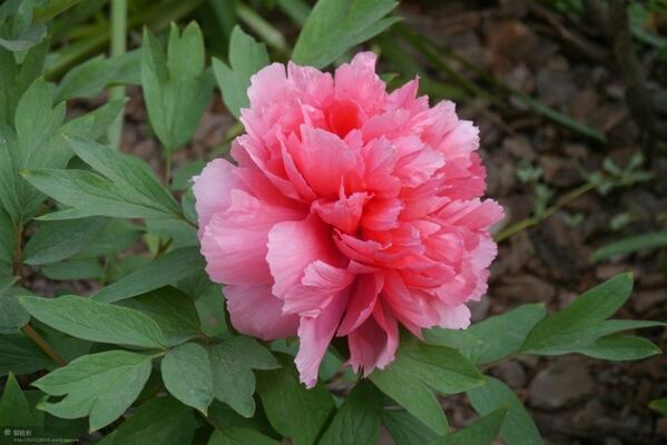 Robin Luo tweet media