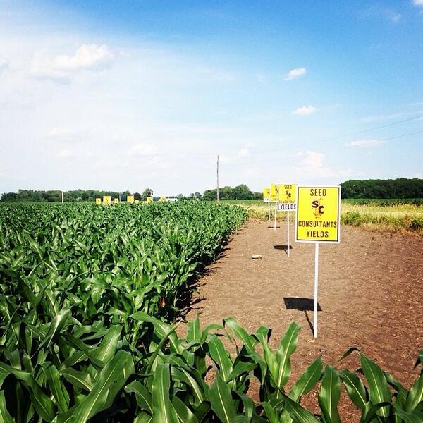 SeedConsultants's tweet image. #cornplot @ohiofarmgrl