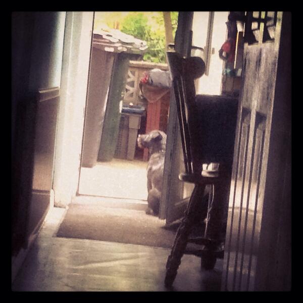 Baxter_Boo_'s tweet image. Listening to the evening chorus