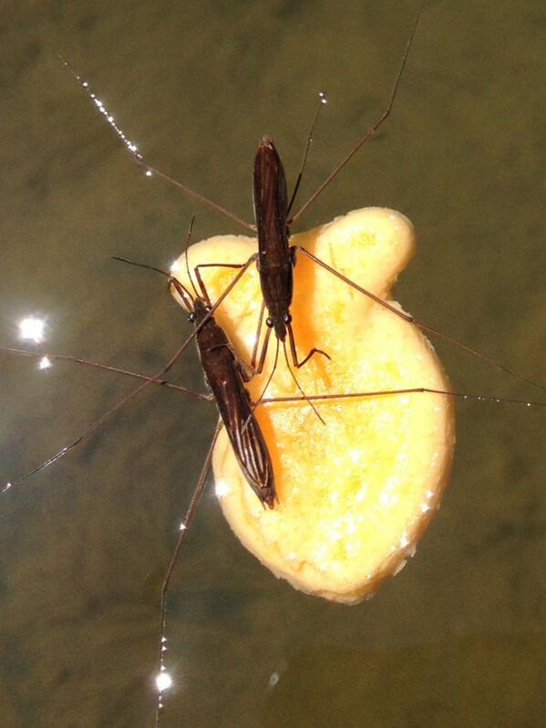 TheBugChicks's tweet photo. We smell publication... The first record of water strikers eating goldfish (crackers)! Thanks @RangerEyres for pic. http://t.co/kbq4HWcJ8j