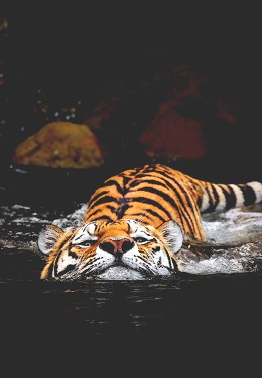 Stunning Wildlife on Twitter: Stunning Wildlife on Twitter: