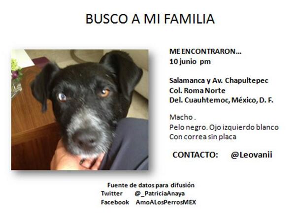_PatriciaAnaya's tweet photo. #SOS PERRO RECIEN ENCONTRADO EN #ColRoma @Leovanii  http://t.co/PTcLxvNsRL RT @Col_Cuauhtemoc @Cto_Amsterdam @YoAmoaLaCondesa @LaJuarezDF