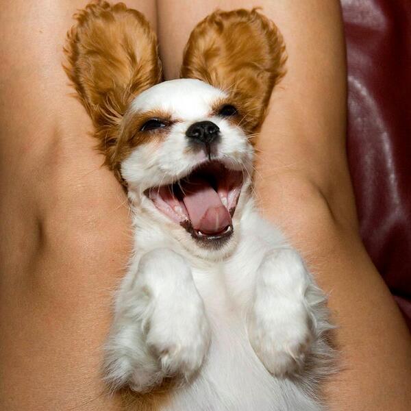 funny king charles cavalier pictures