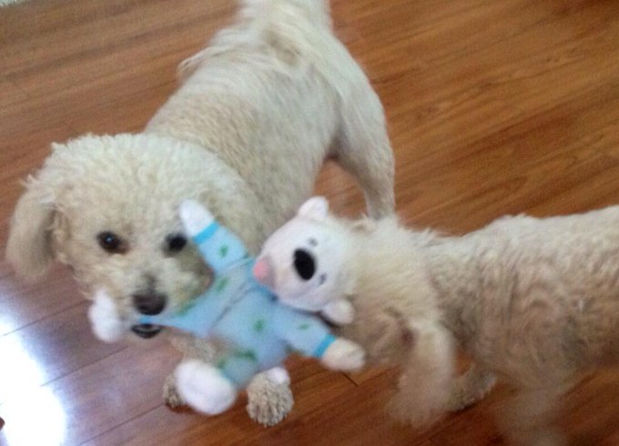 My sister's dogs tearing up a toy - check out the look on the toy's face - funny!  Oh noooo... Mr Bear<a href="/tag/winning"class="tags"><span>#winning</span></a><a href="/tag/3doorsdown"class="tags"><span>#3doorsdown</span></a>