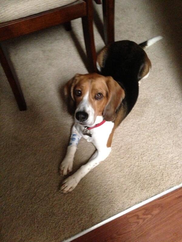 All better! But I still gots to sleep in big bed!