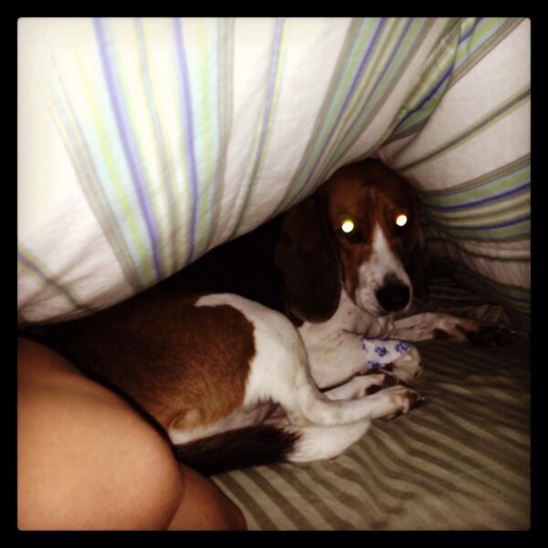 Peek a boo!!! Snuggles after vet Sunday. Monday it was back to my own bed 👎